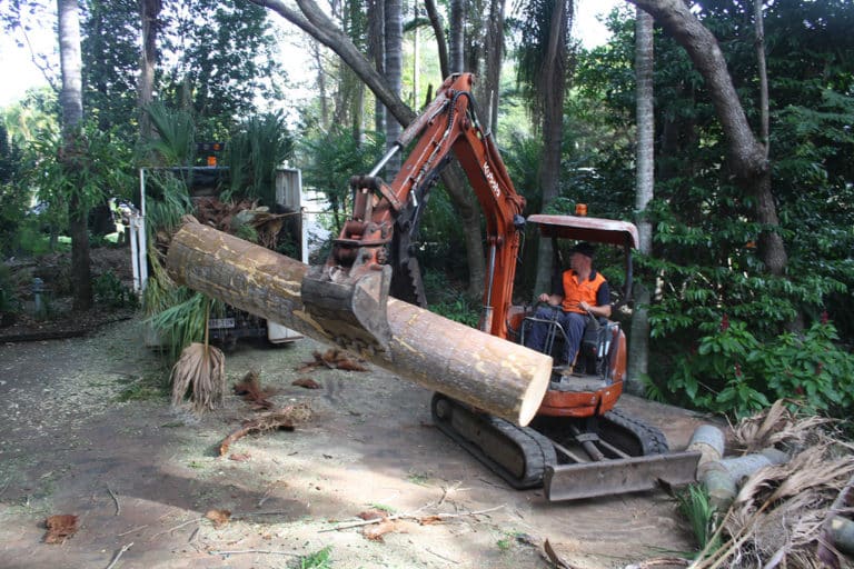 Tree Lopping Services on the Sunshine Coast